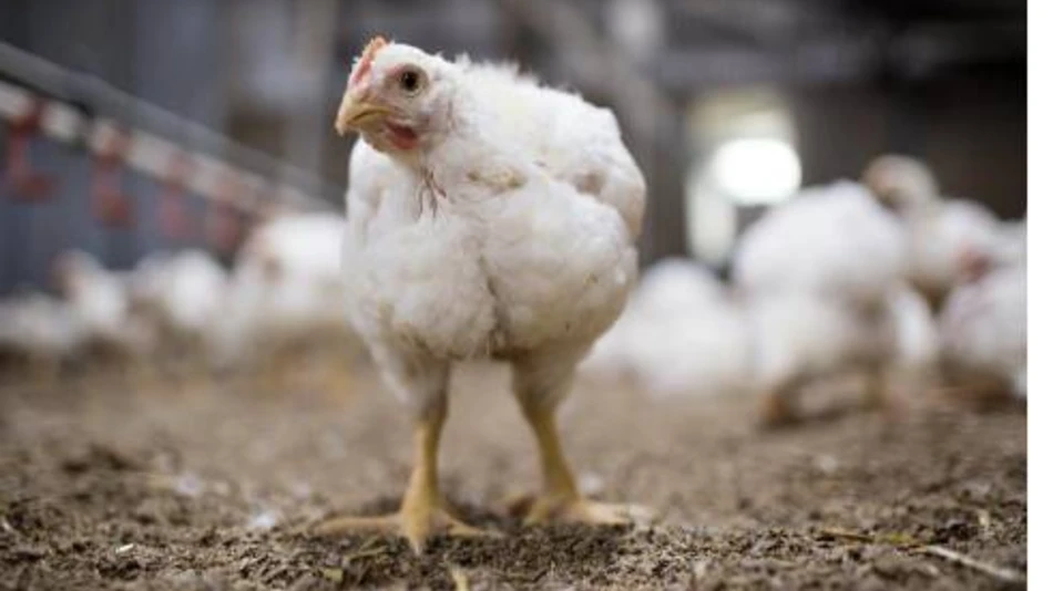 chicken inside poultry facility