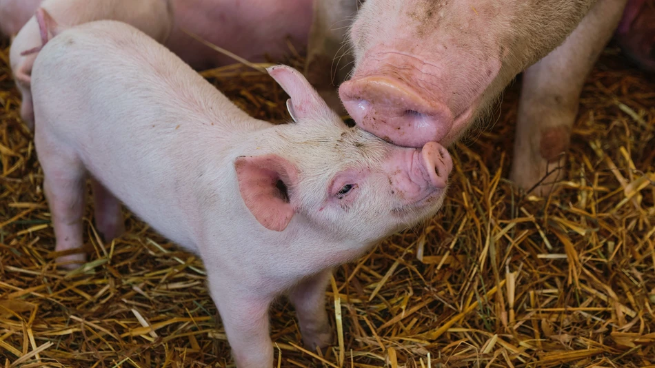 Weaner pigs