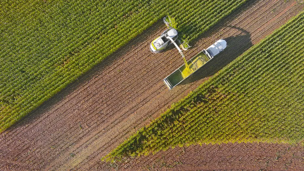 Farmer harvesting