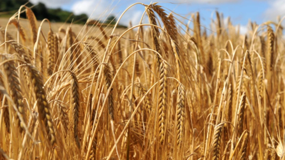 Wheat fields