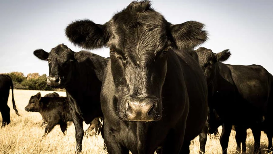 cattle health