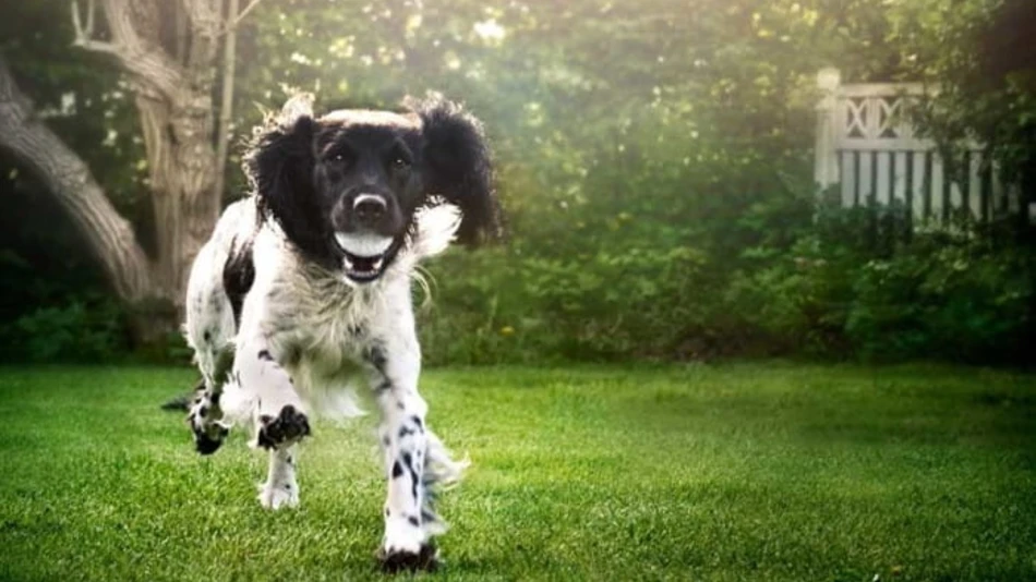 chr-hansen-launches-sciencebased-probiotics-for-the-pet-segment