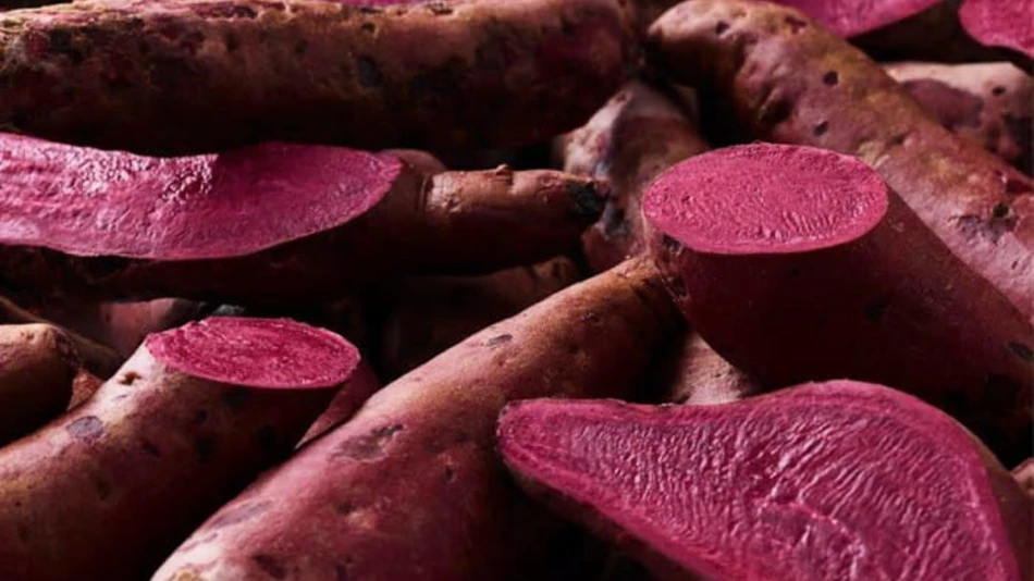 introducing-the-hansen-sweet-potato.jpg