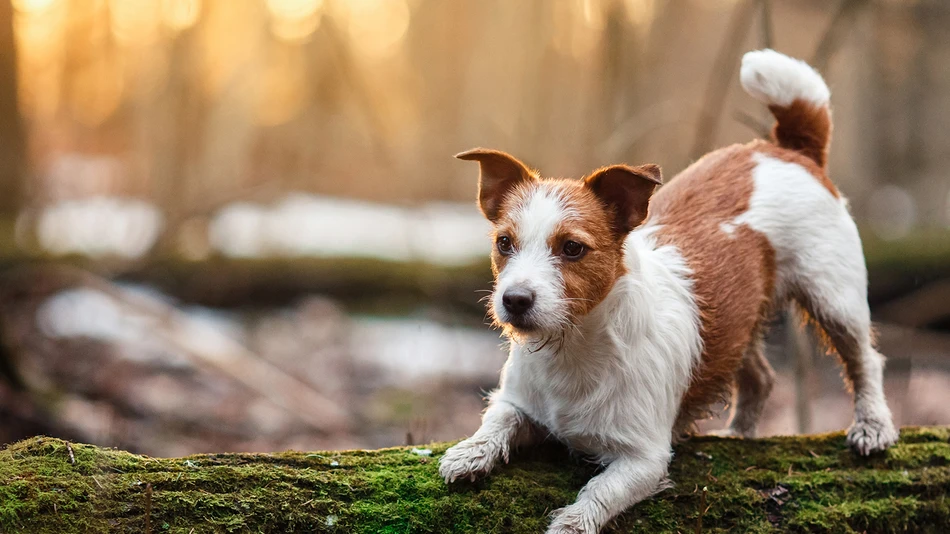 Pet_care