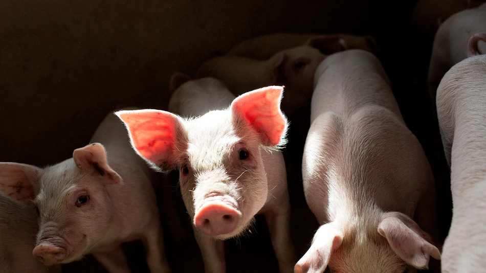 Animal co-products baby pigs