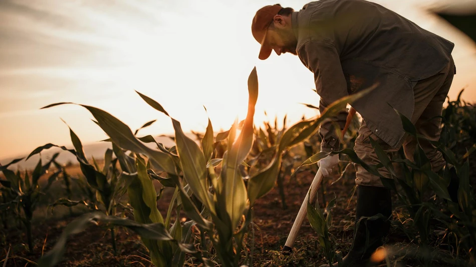 Farmer in field