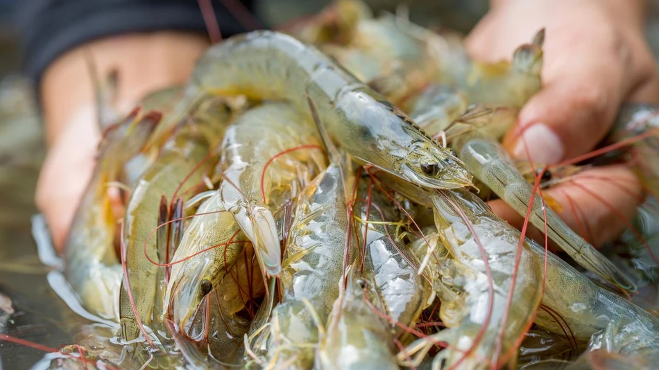 seafood protein prawns