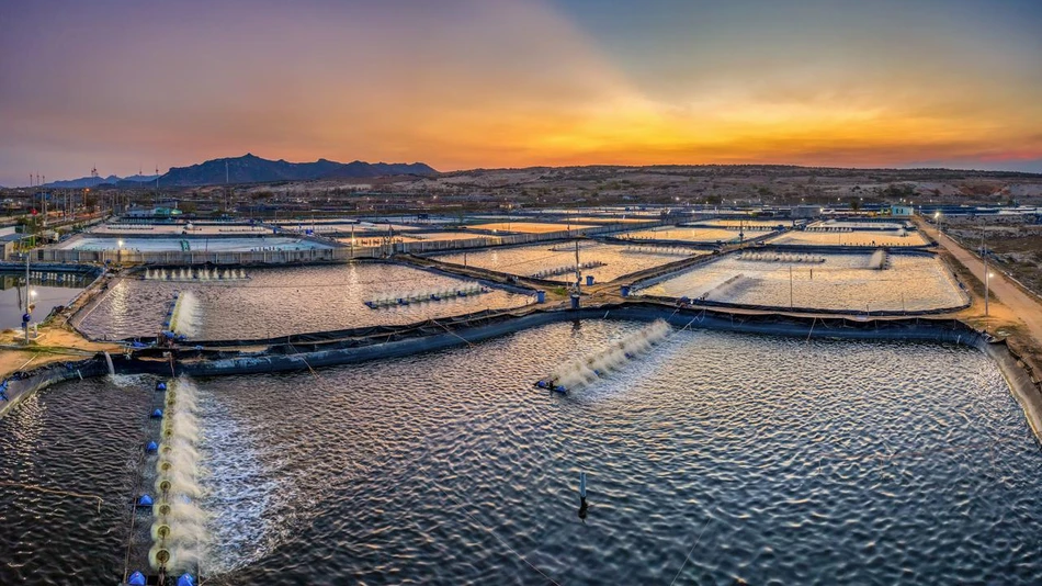 Seafood prawn farm in Thailand