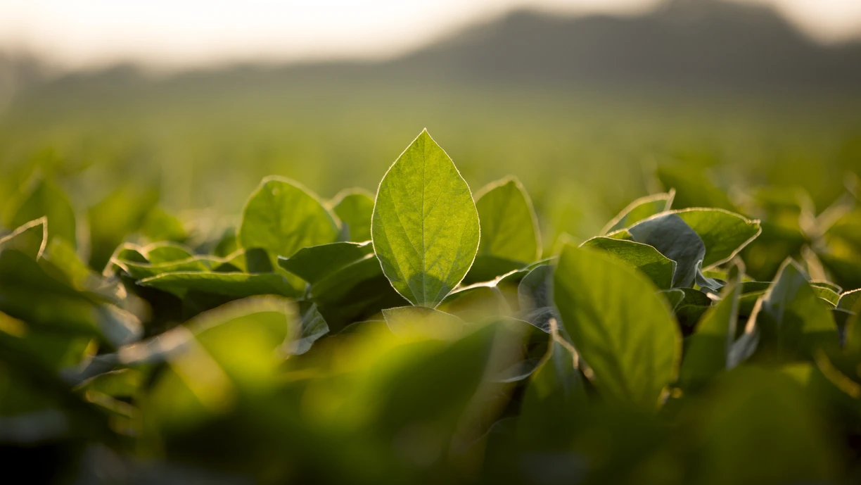 Soy leaves plantation