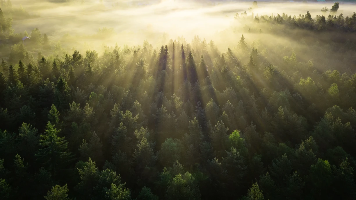 Green forest