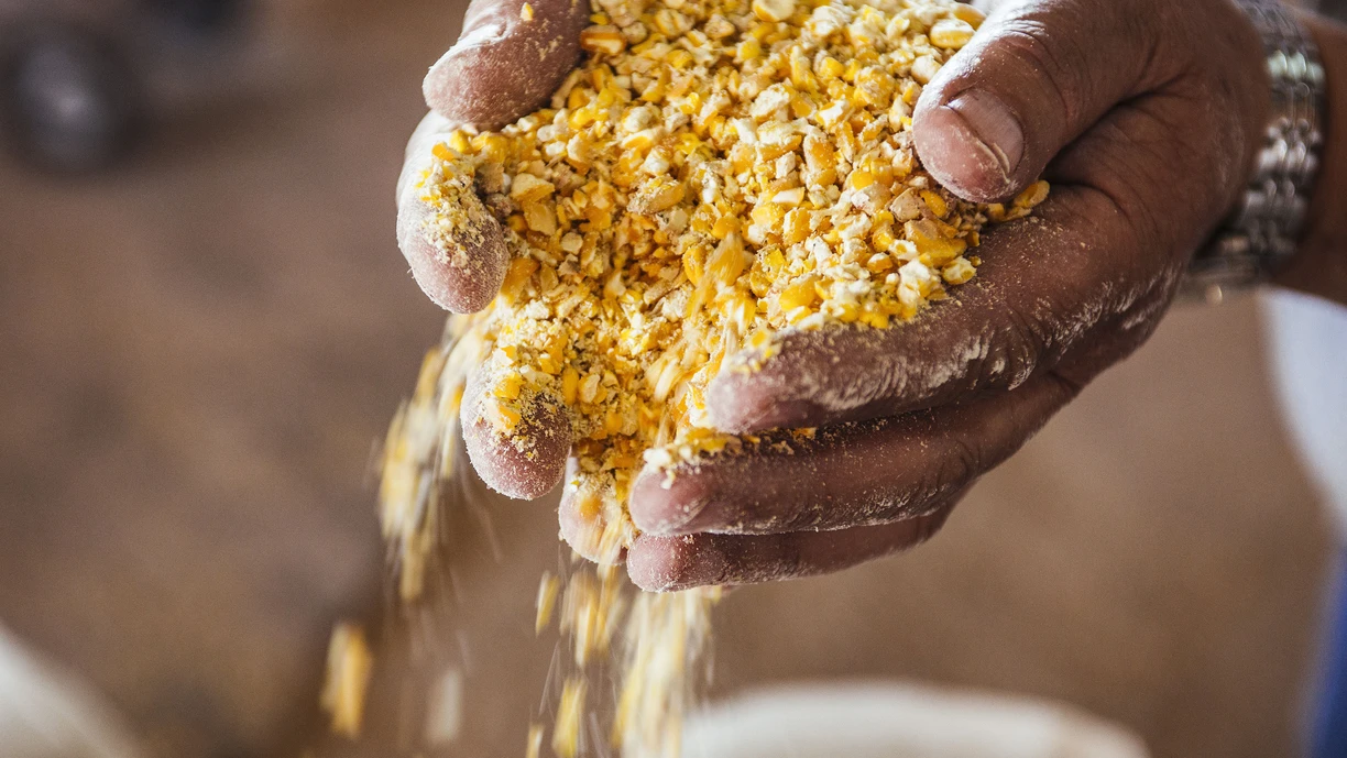 Ground corn maize in hands