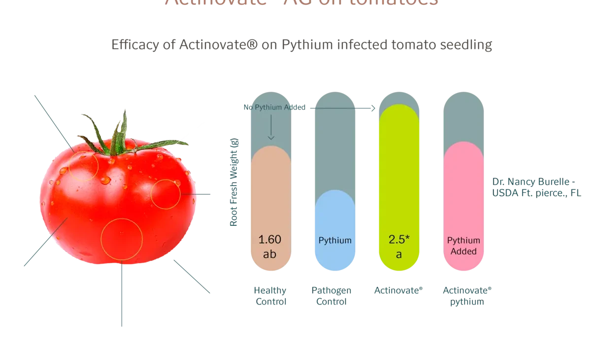 Illustration efficacy of Actinovate on pythium infected tomoates seeding