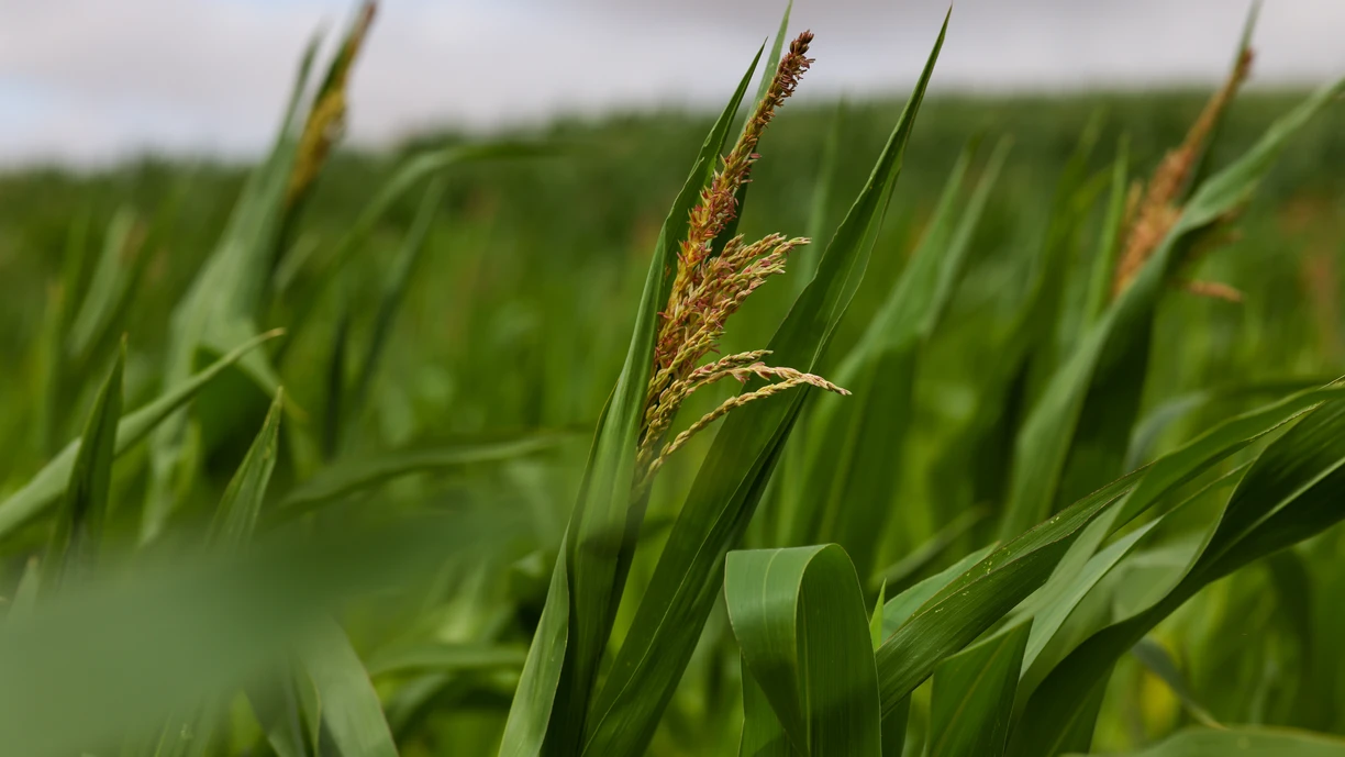 corn plants growing 