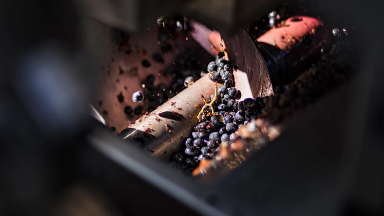 Grapes being mashed into juice in a factory