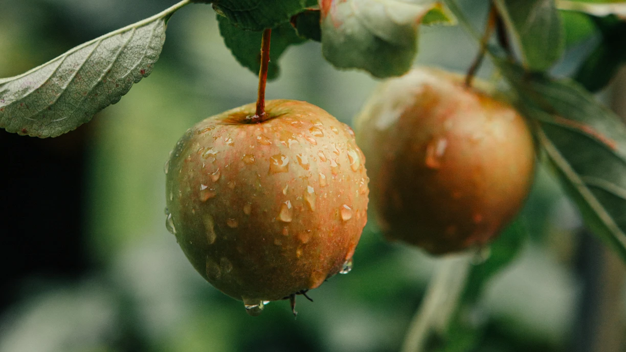 Close-up of raindrops on ripe apples growing on a tree  