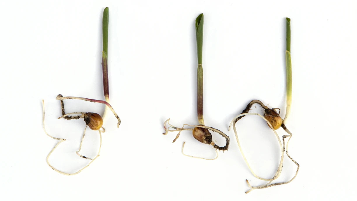 Three soybeans sprouts on white background  