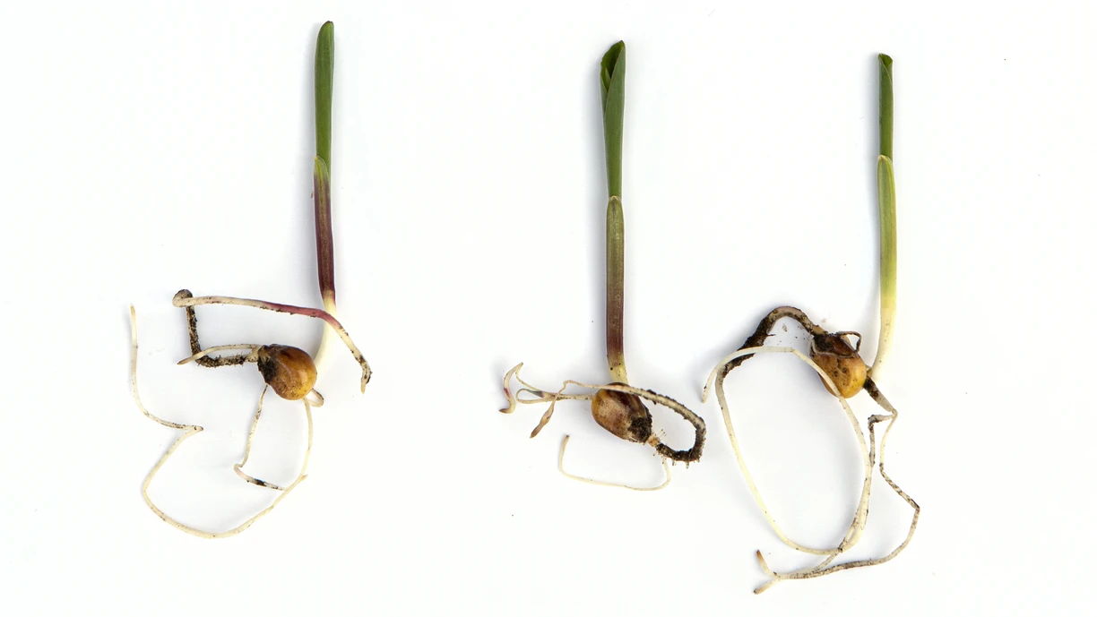 Three soybeans sprouts on white background  