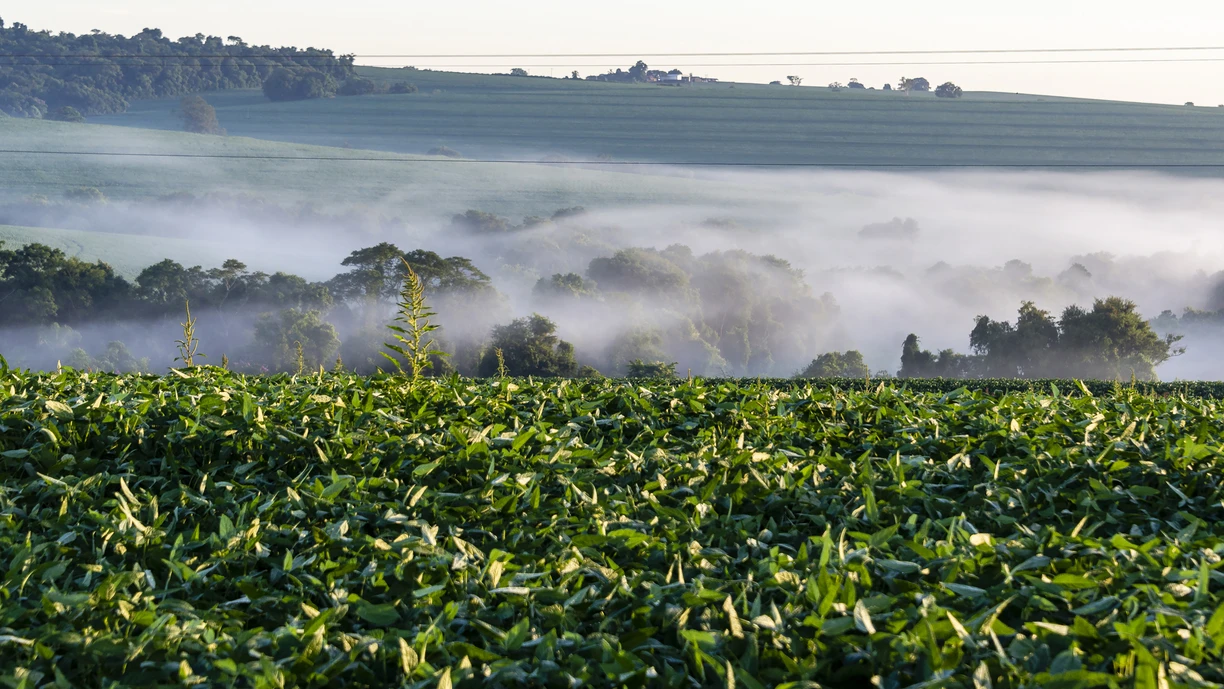 Soybean crops