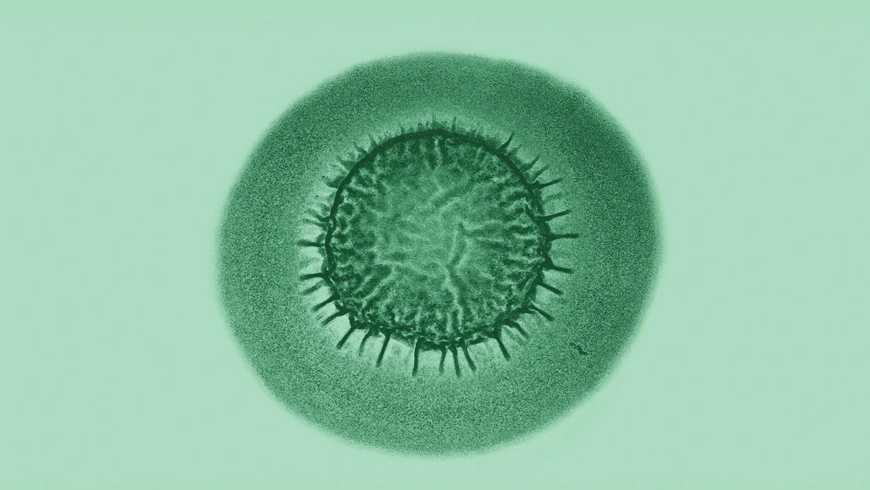 Bacteria