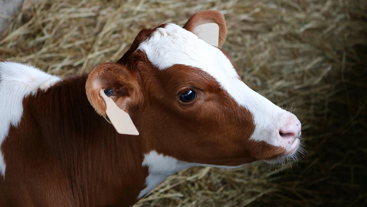 calve portrait