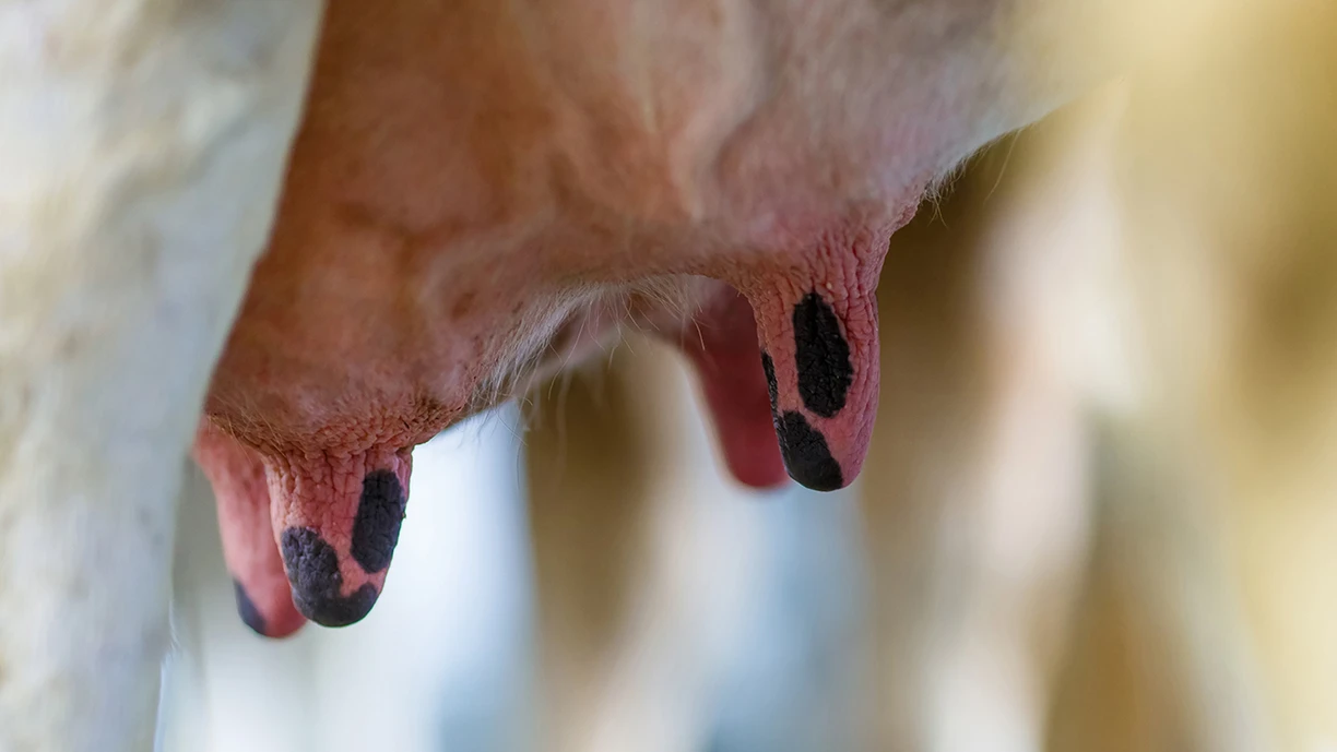 cow milk udders