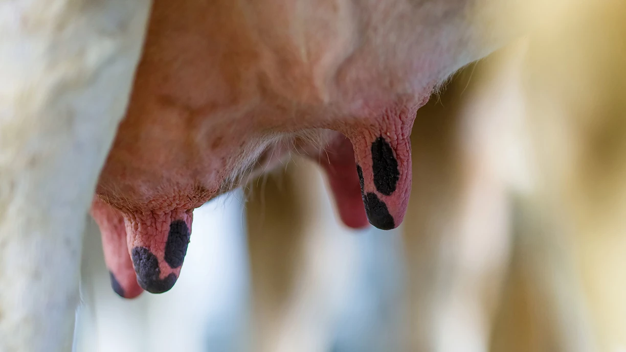 cow milk udders