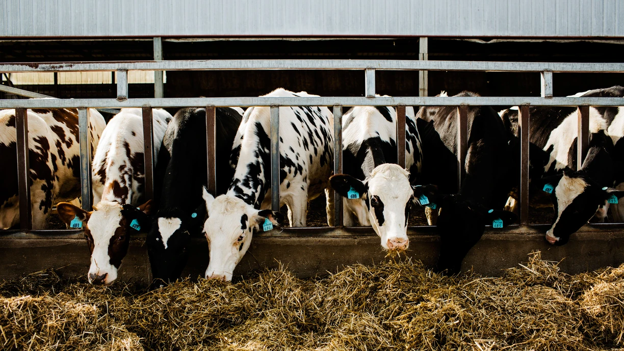 cows eating