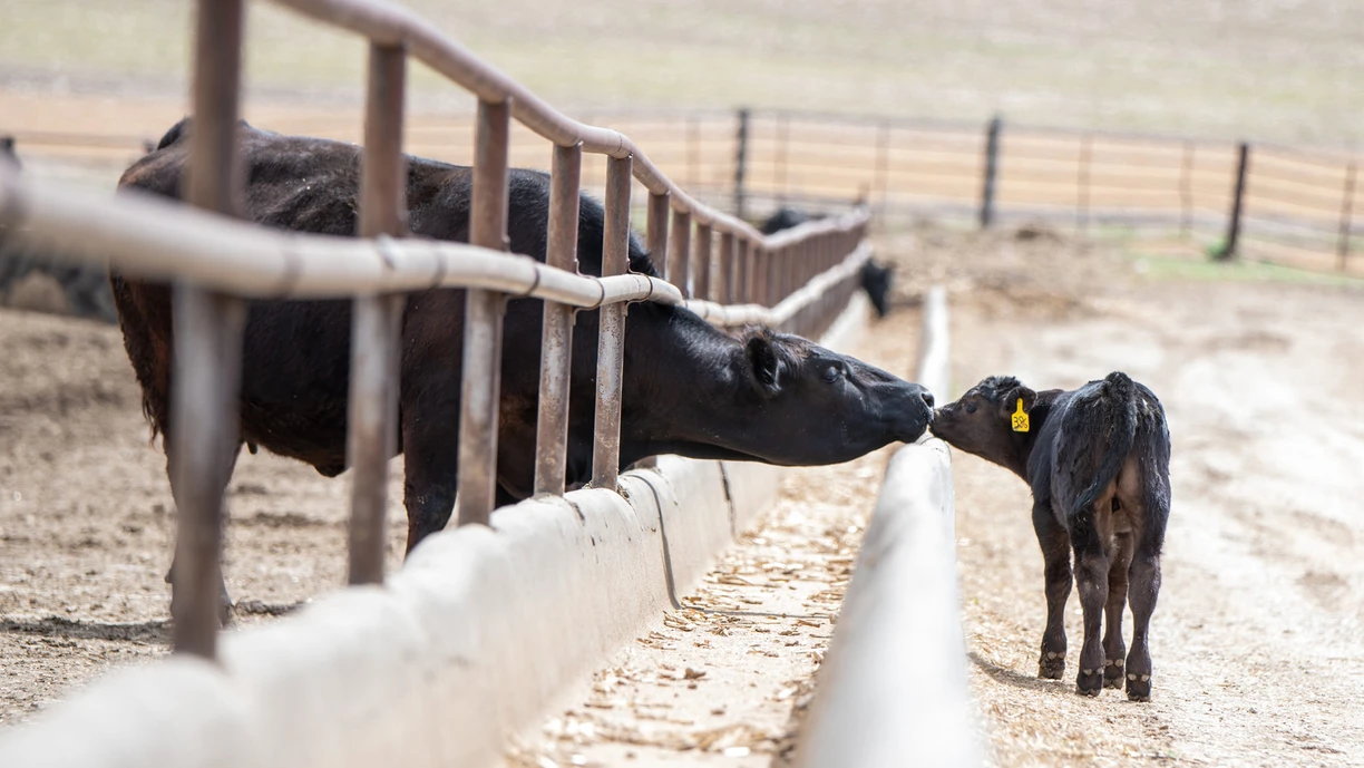 Beef and calve
