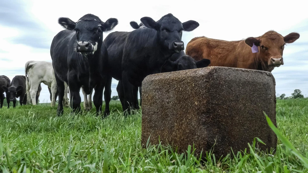 cattle field blok