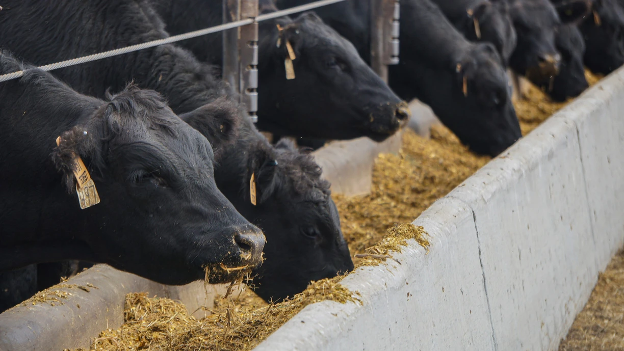 cows eating