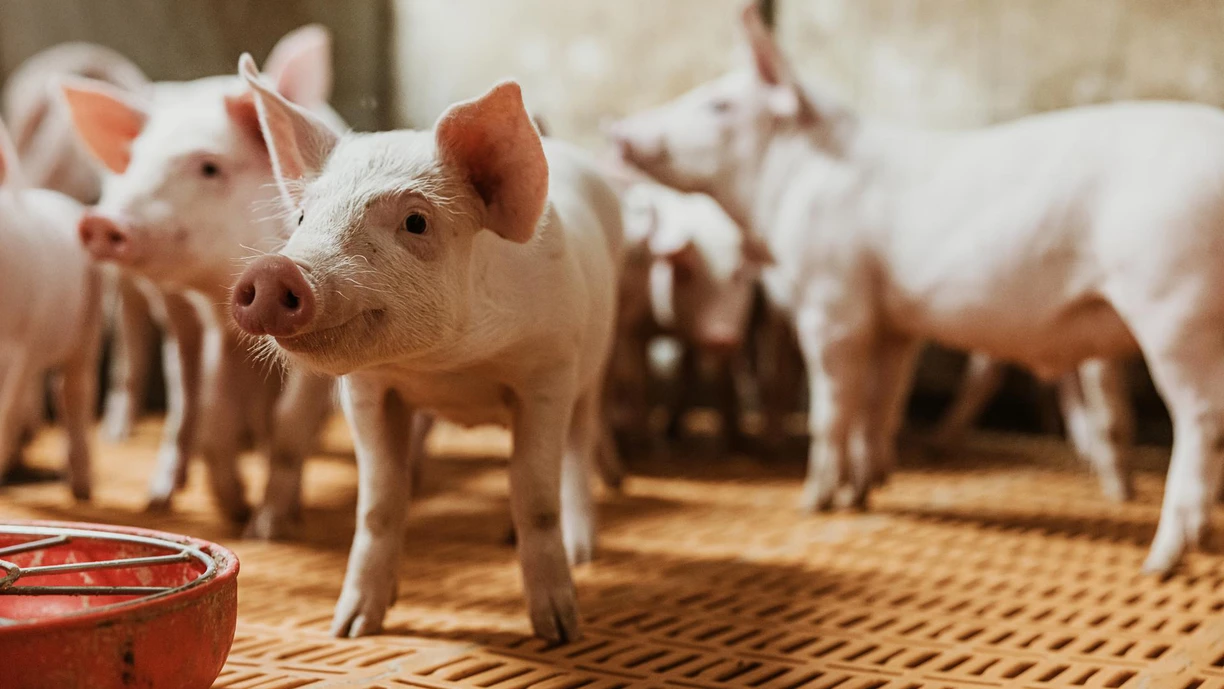 weaned piglets