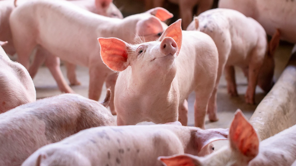 pigs