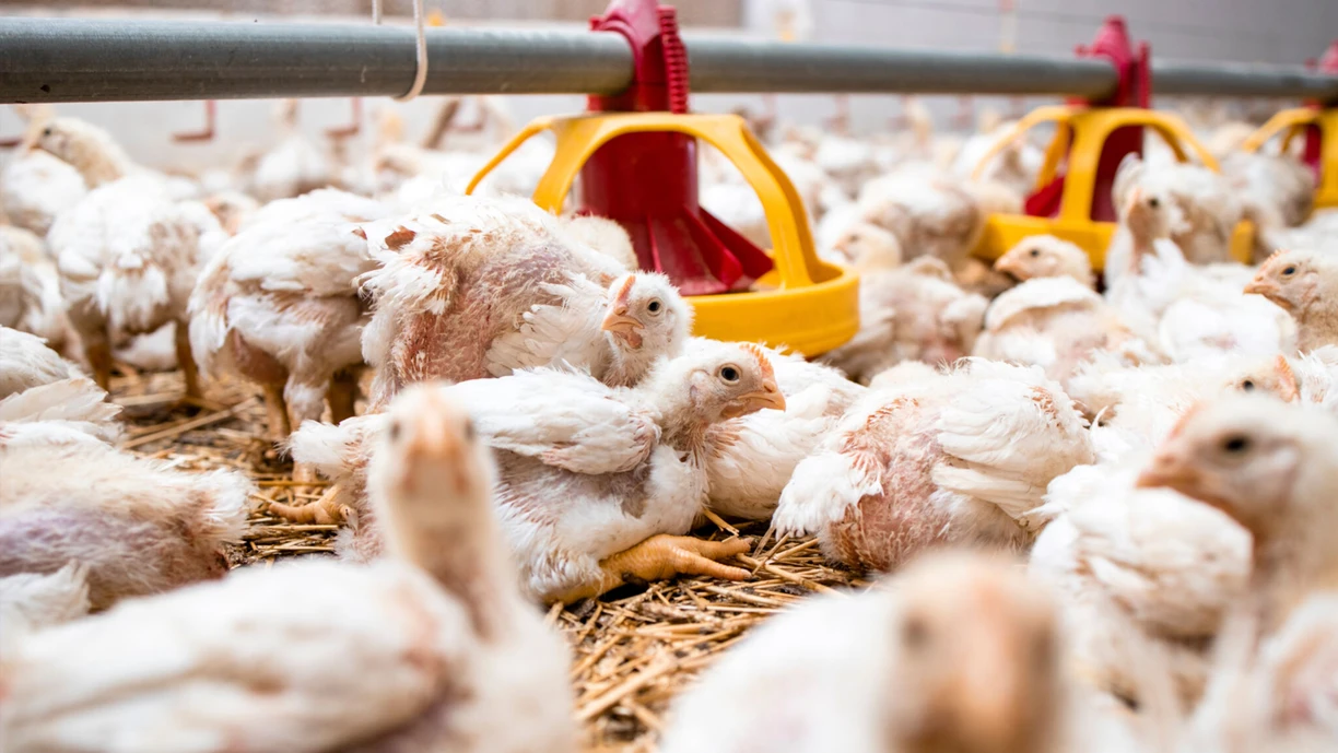 poultry farm