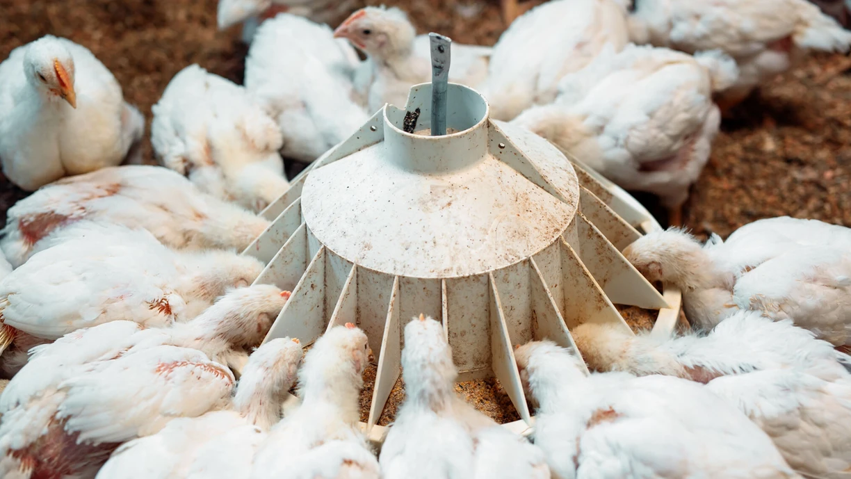chickens eating
