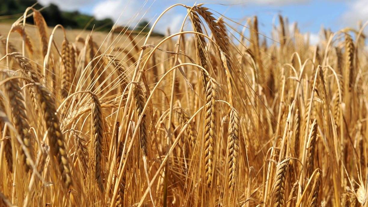 Wheat field