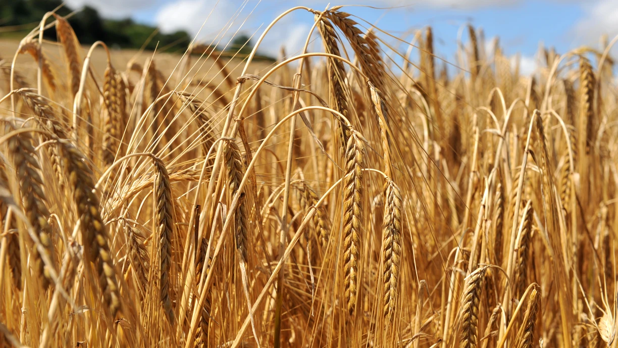 Wheat field