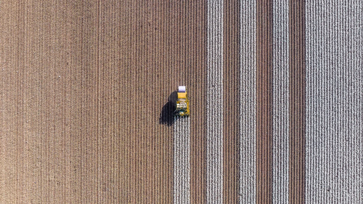 An agricultural machine harvesting a cotton field, 