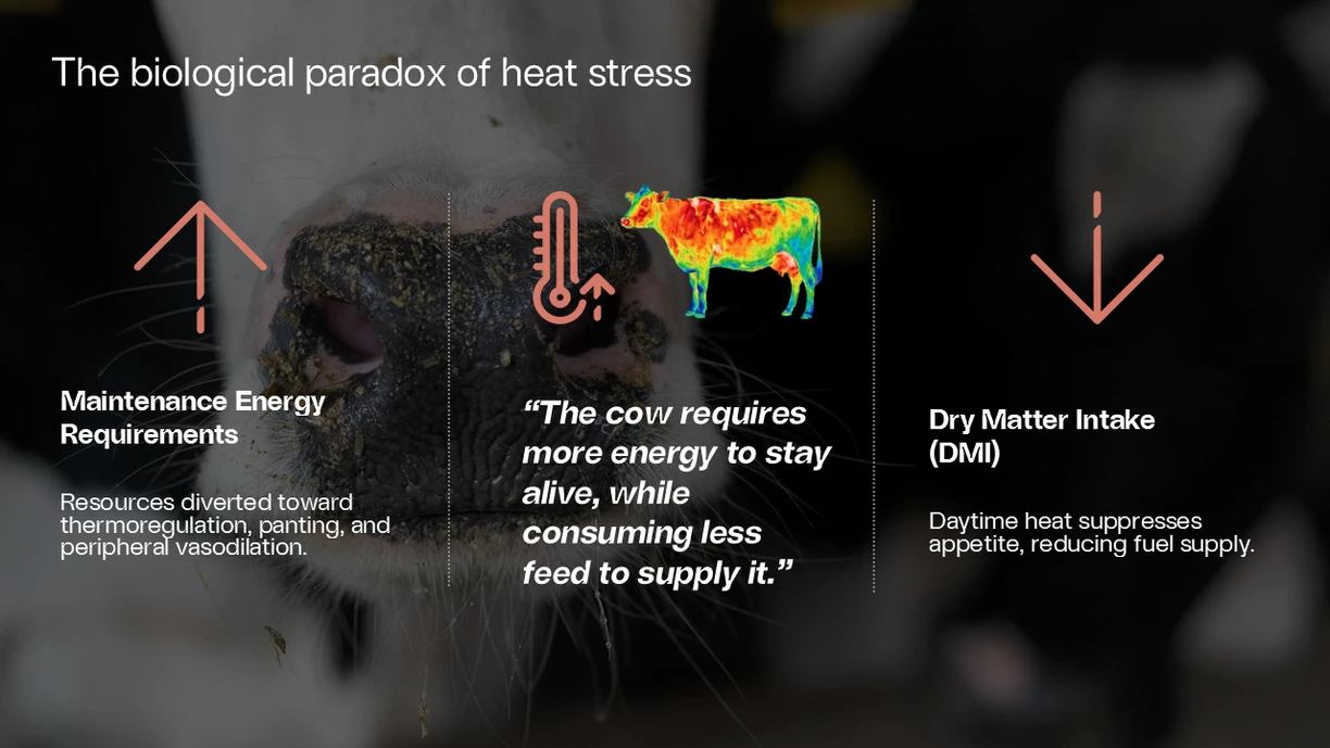 Heat stress duality