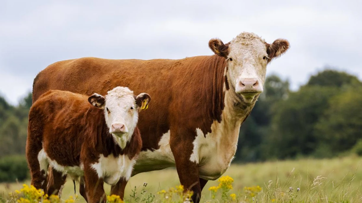 Hereford Cow and her Calve