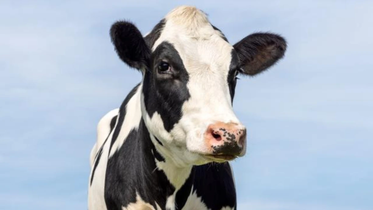 Black and white cow on a field