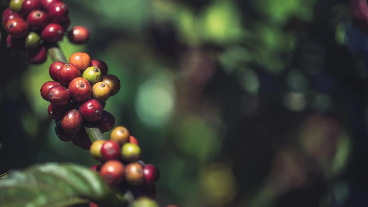 Coffee beans at different levels of ripening
