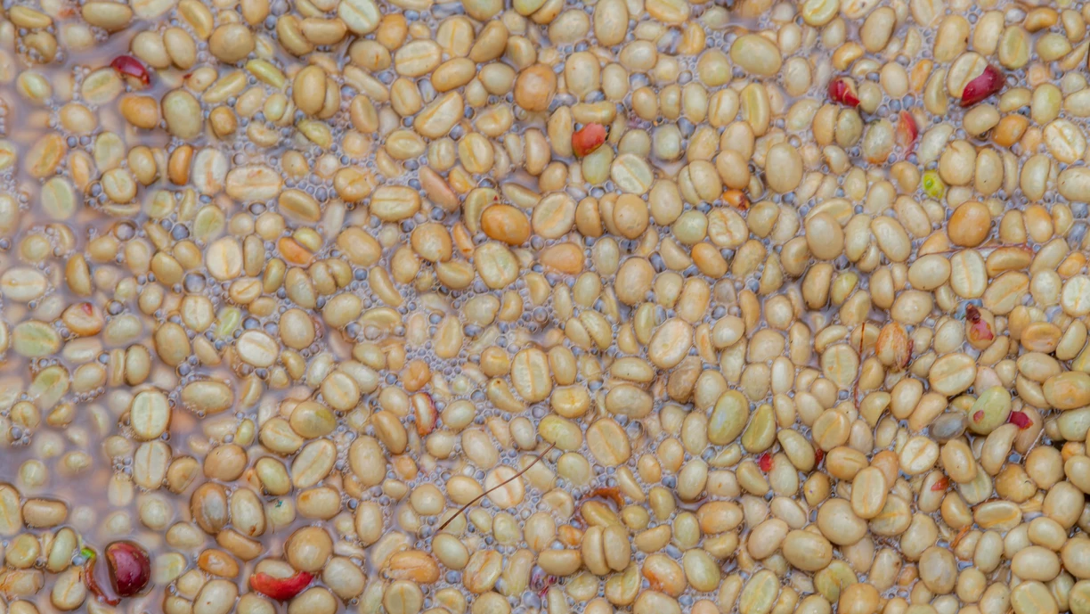 Coffee beans fermentation