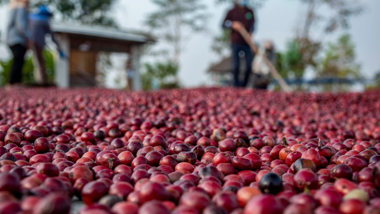coffee beans drying