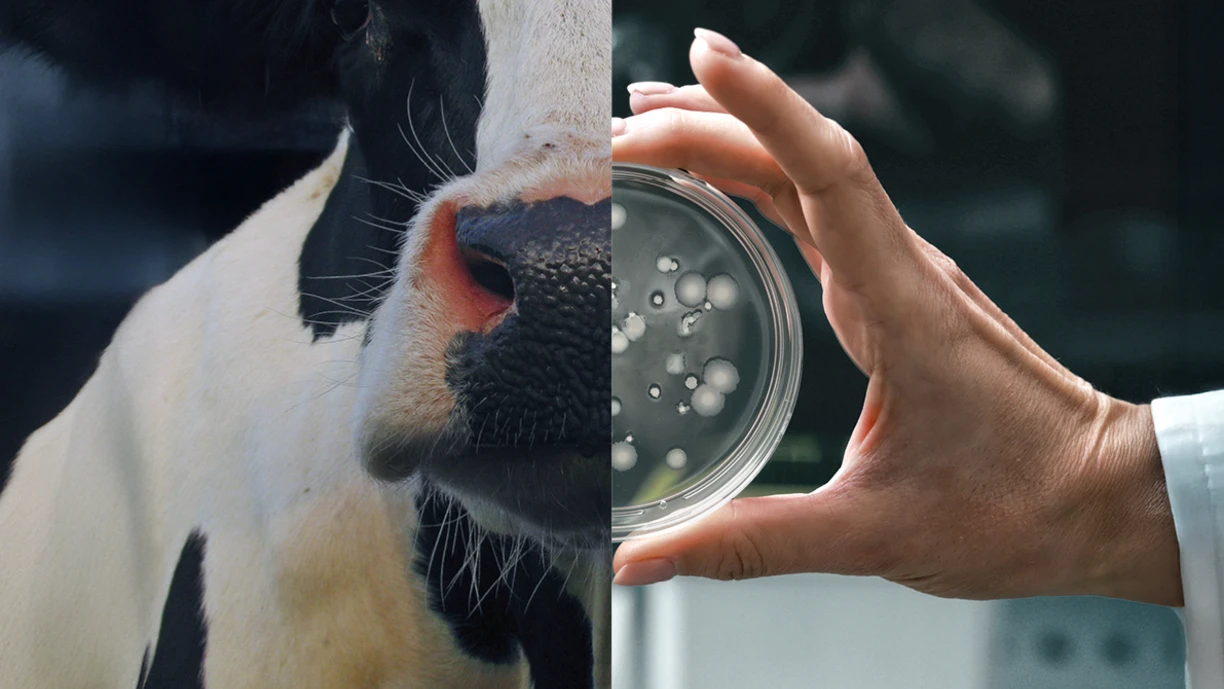 Feed Smarter dairy cow blue