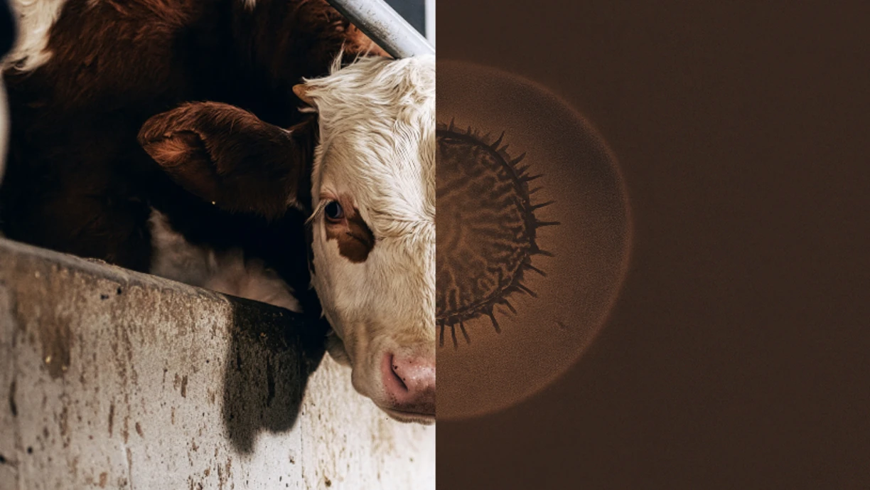 Beef cattle - feed smarter