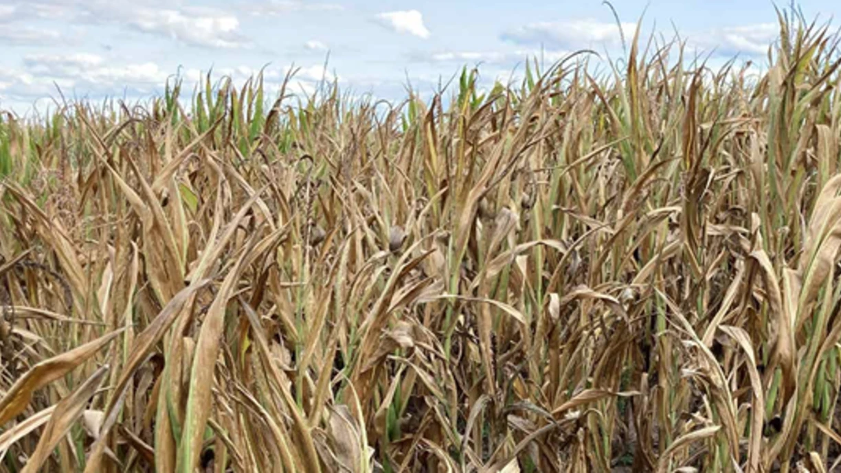 Stressed corn