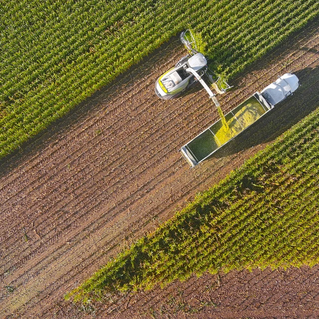 Farmer harvesting