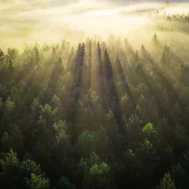 Green forest