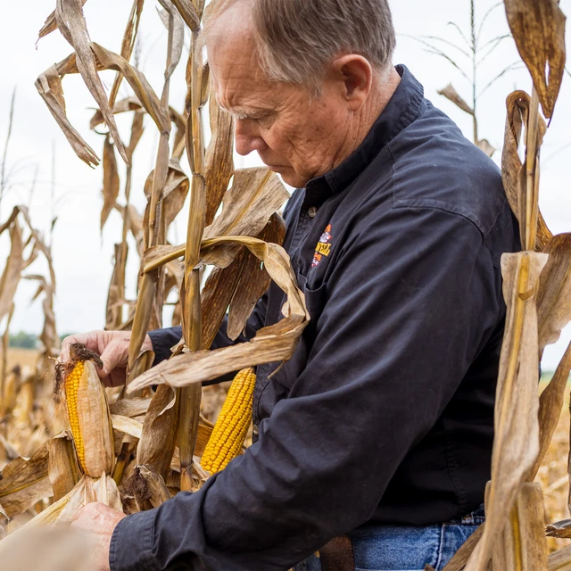man picking corn