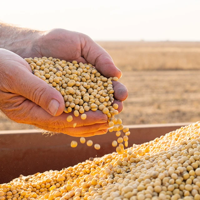 Corn kernels